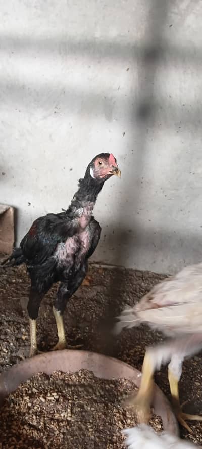 HEERA CHICKS 4 MONTH