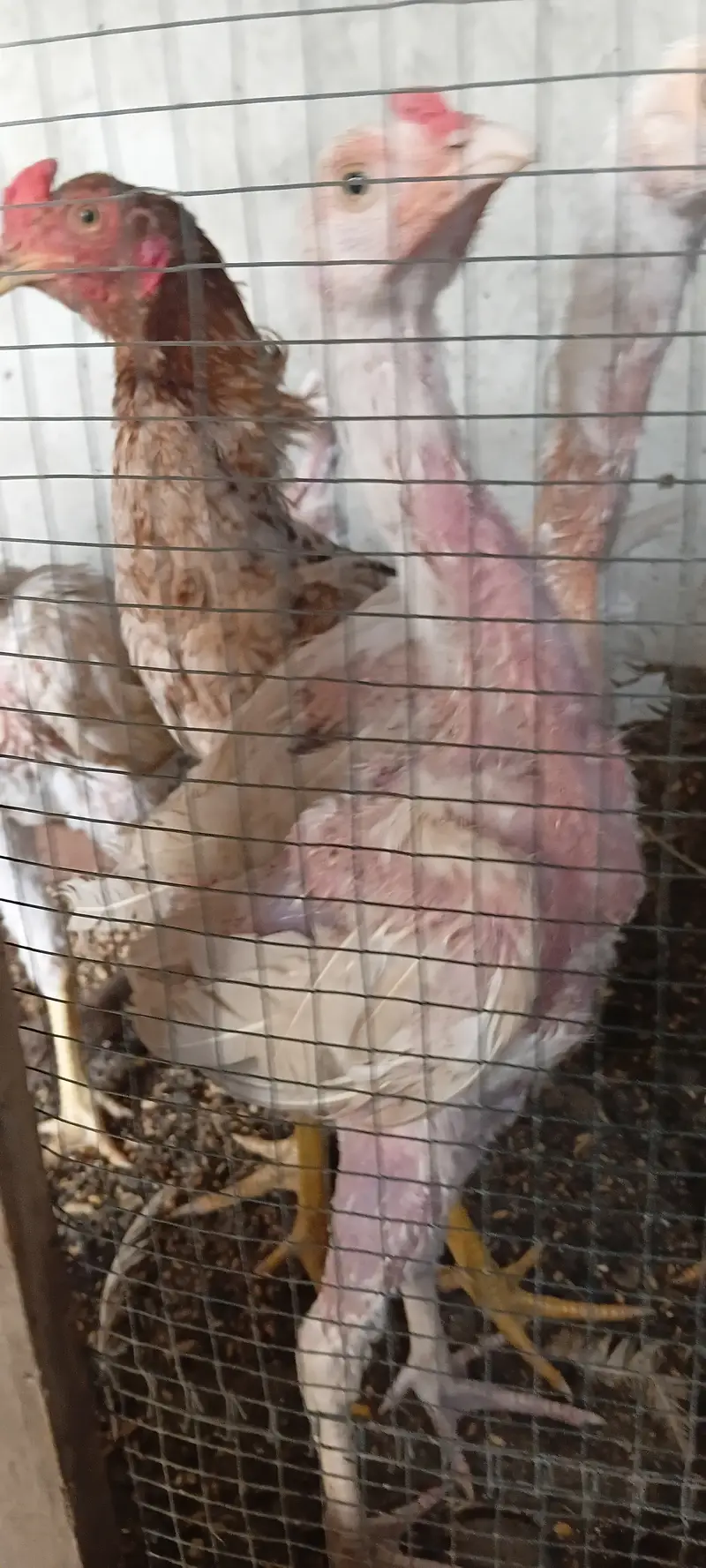 HEERA CHICKS 4 MONTH — photo 2