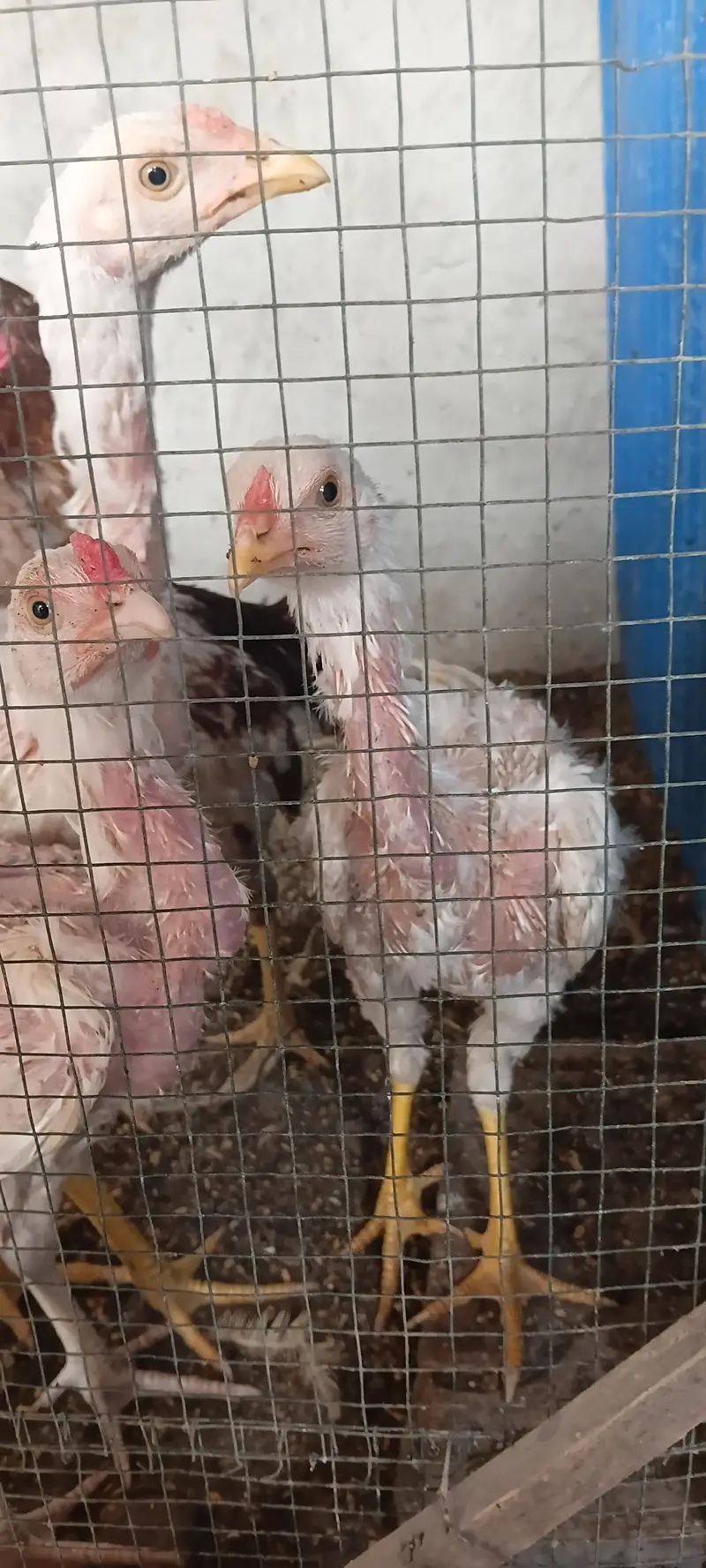 HEERA CHICKS 4 MONTH — photo 3