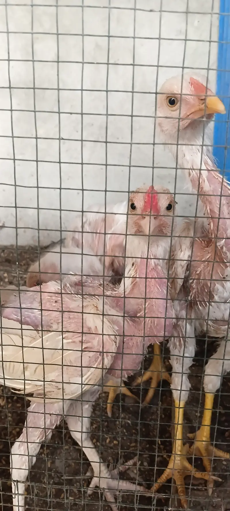 HEERA CHICKS 4 MONTH — photo 4