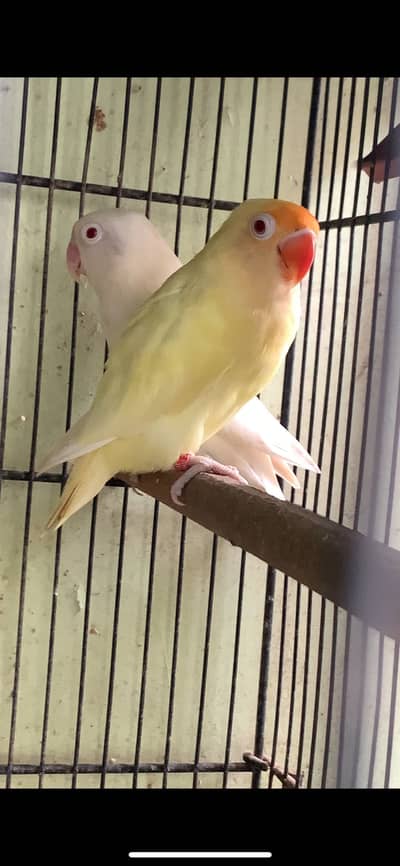 All birds urgent sale