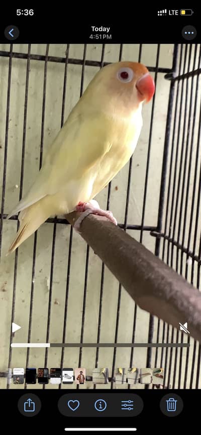 All birds urgent sale