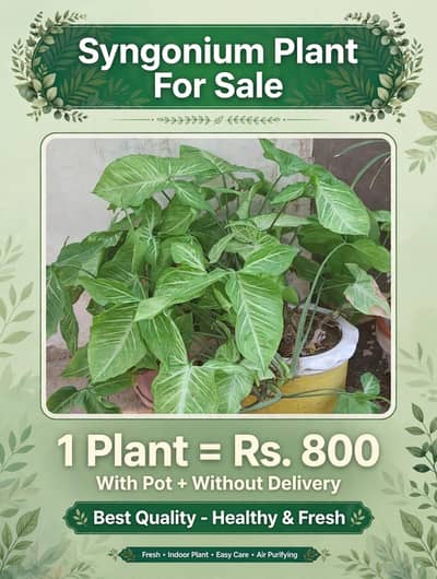 syngonium plant
