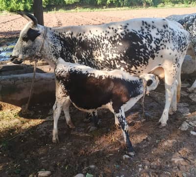 Cow and Calf available for sale