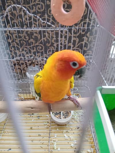 Sun conure male