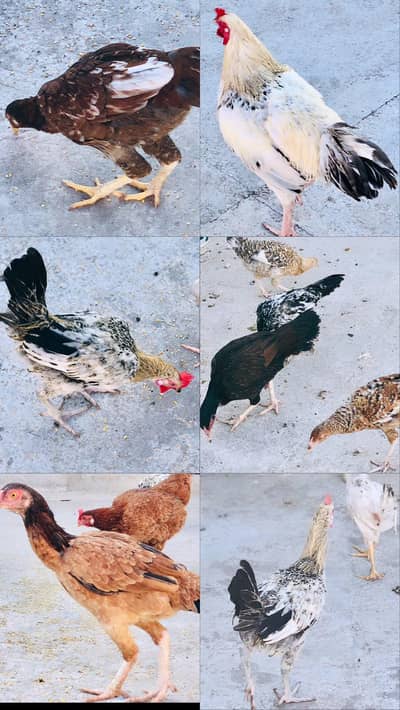 Hens for sale. Rate per kg weight.
