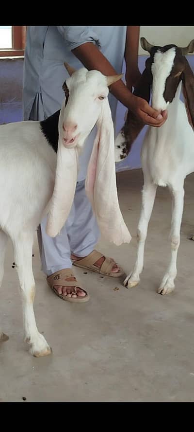 2 gulabi kapla ghbhn female's