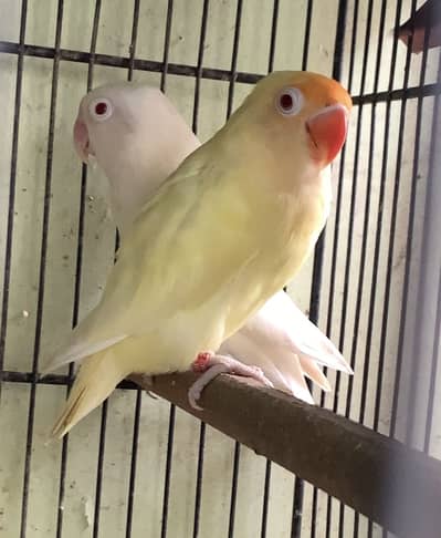 All birds urgent sale