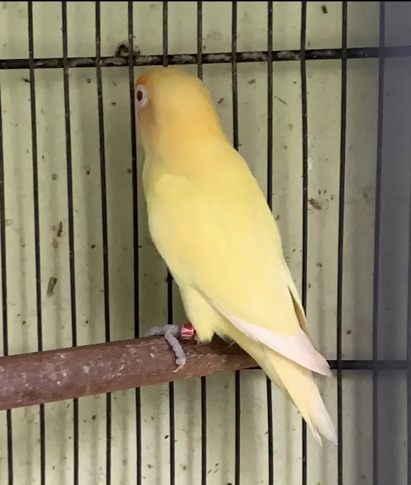 All birds urgent sale — photo 2