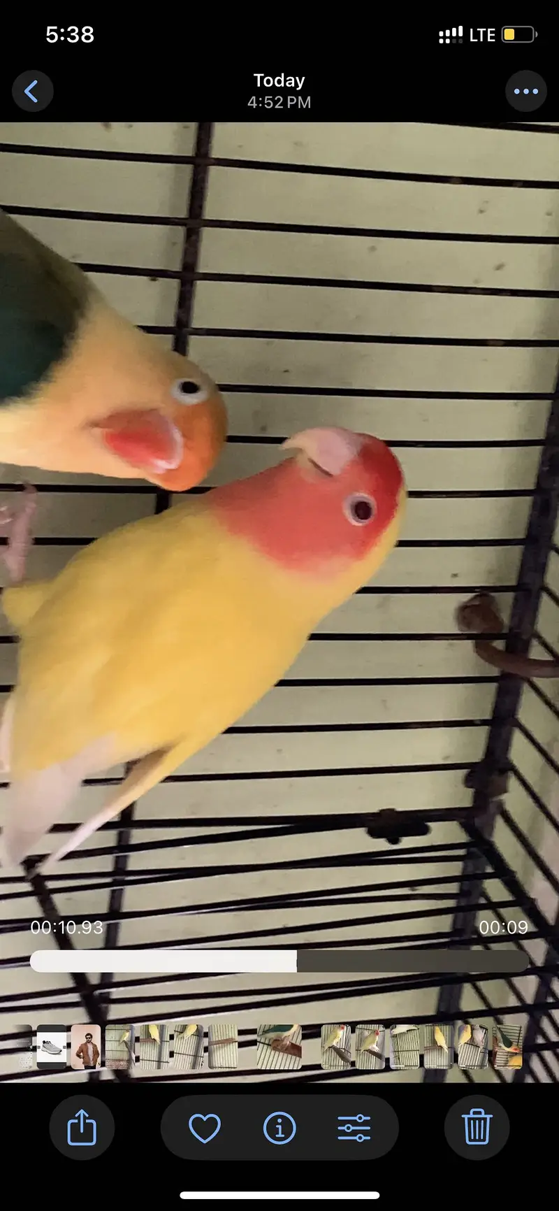 All birds urgent sale — photo 3