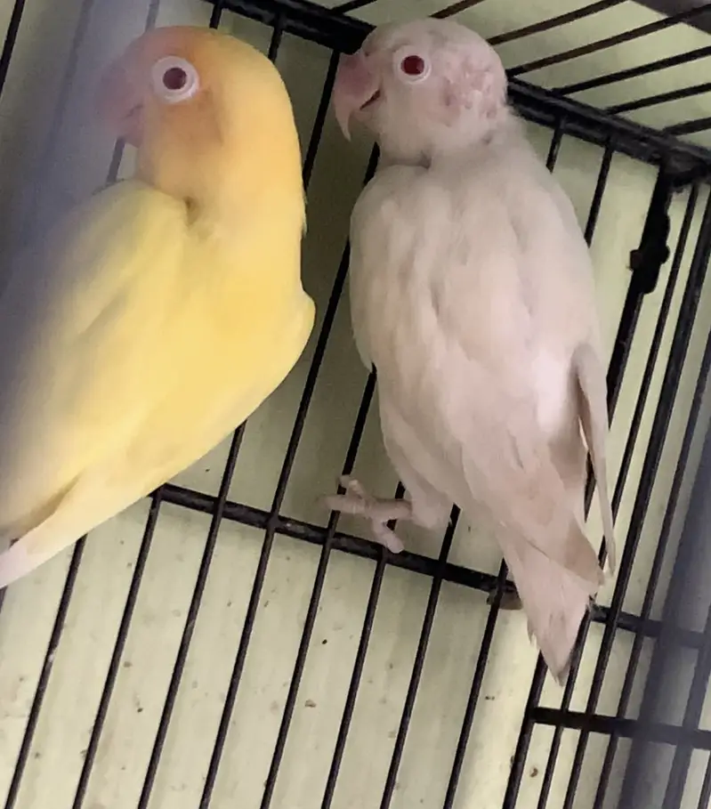 All birds urgent sale — photo 4