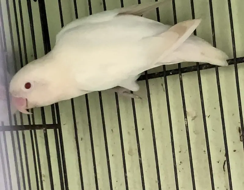 All birds urgent sale — photo 5