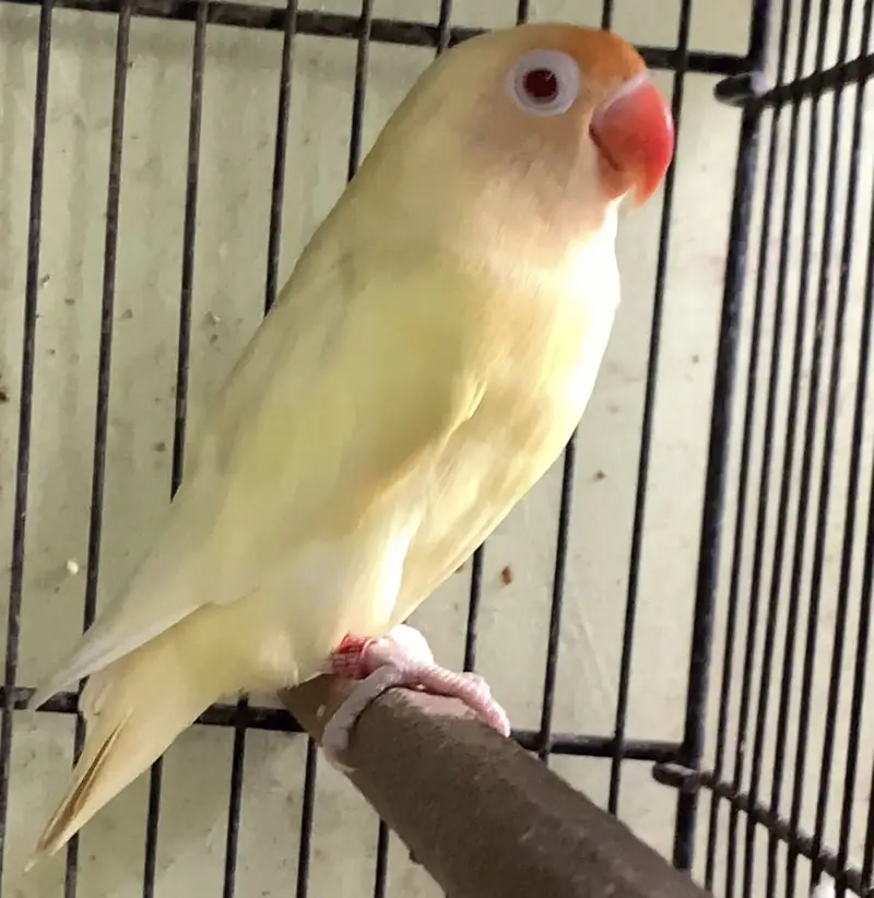 All birds urgent sale — photo 6
