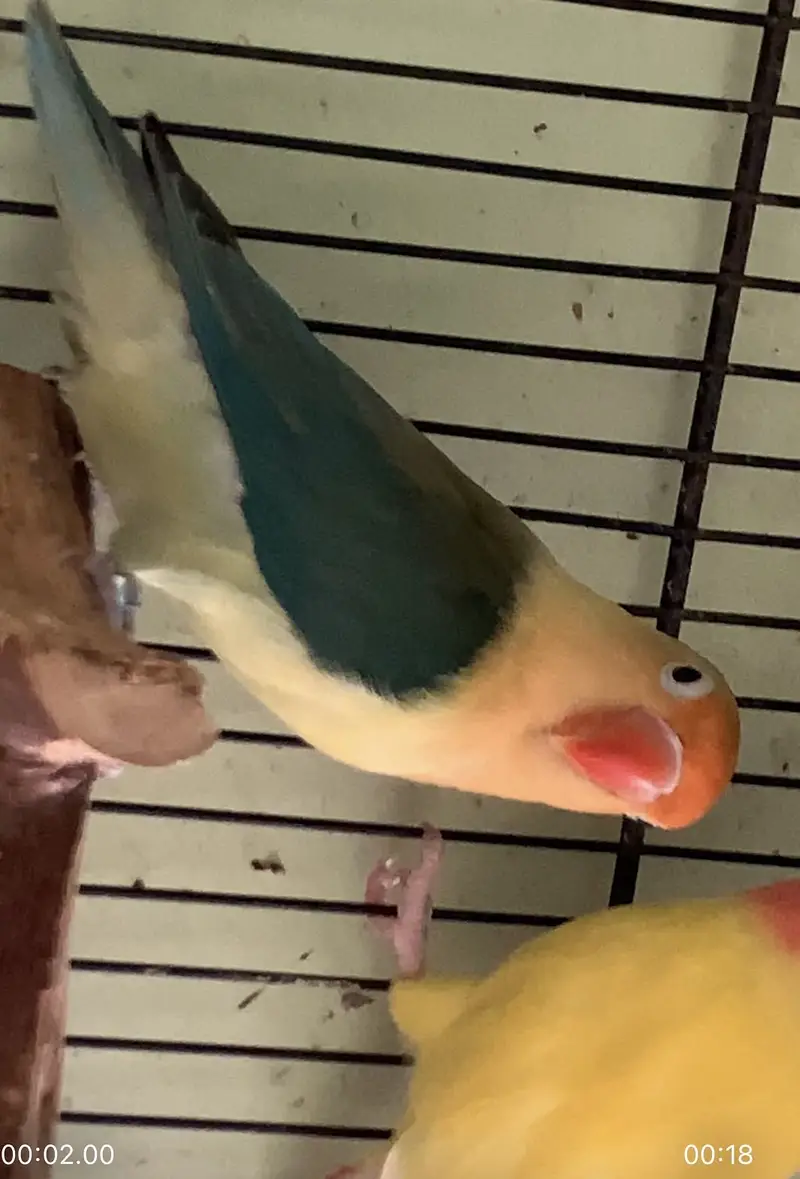 All birds urgent sale — photo 7