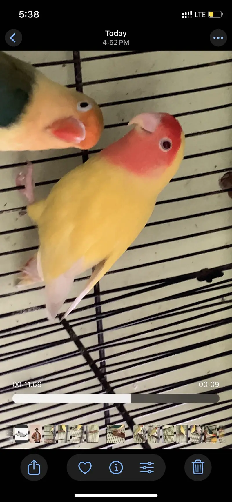 All birds urgent sale — photo 8