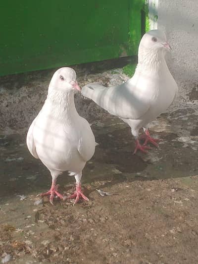 Pure Tuniyan Pigeon