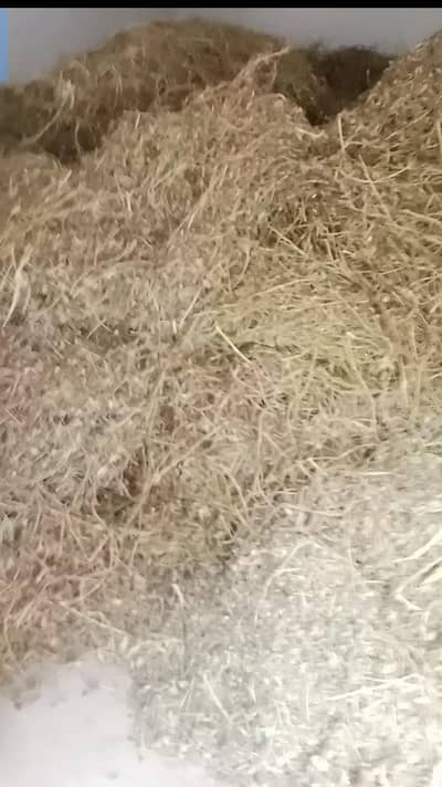 Peanut Silage