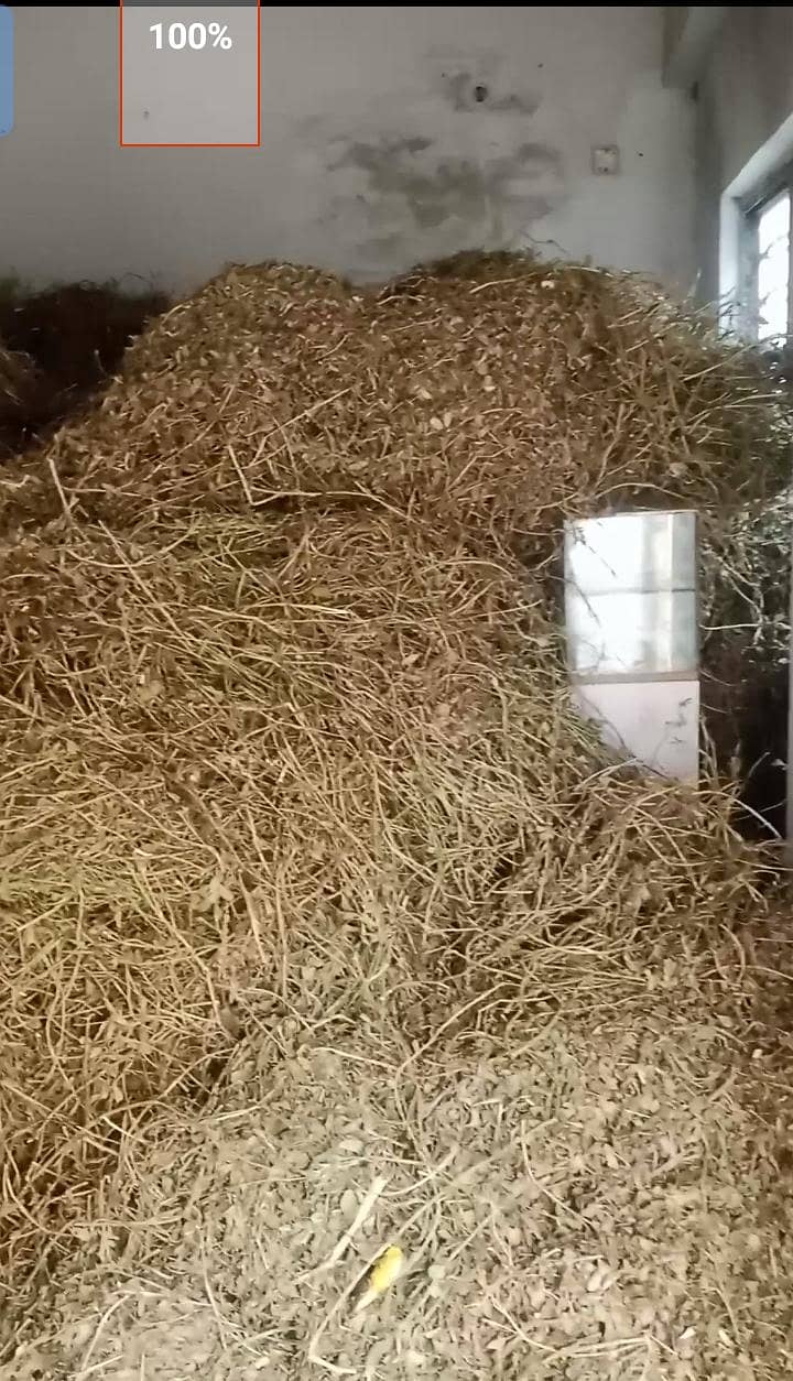 Peanut Silage 1
