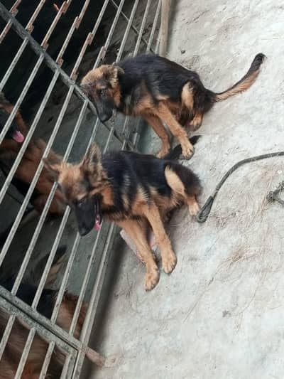 German shepherd pair for sale