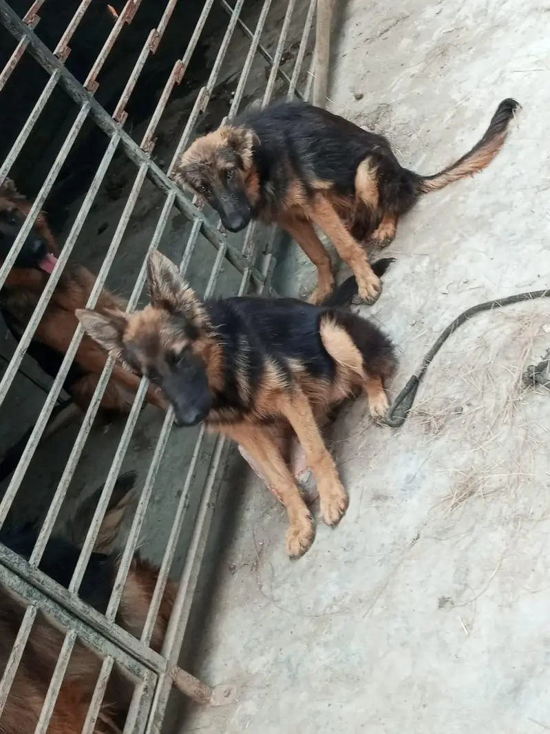 German shepherd pair for sale — photo 2