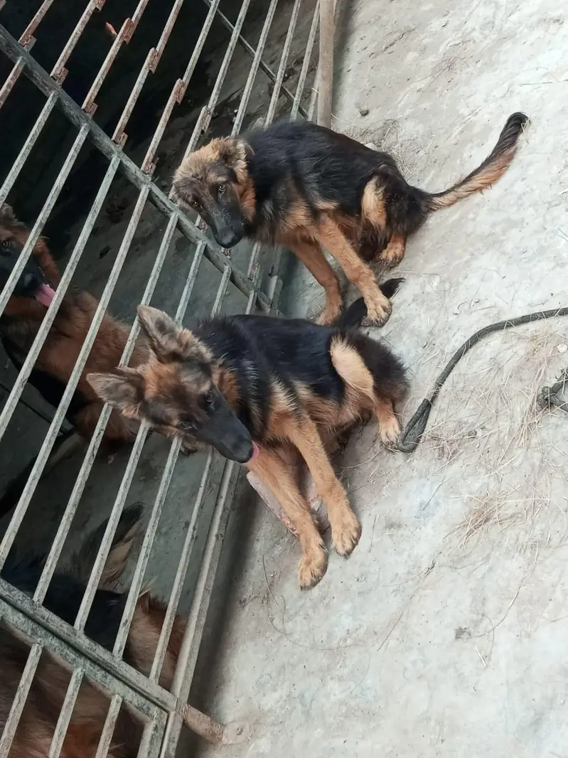 German shepherd pair for sale — photo 3