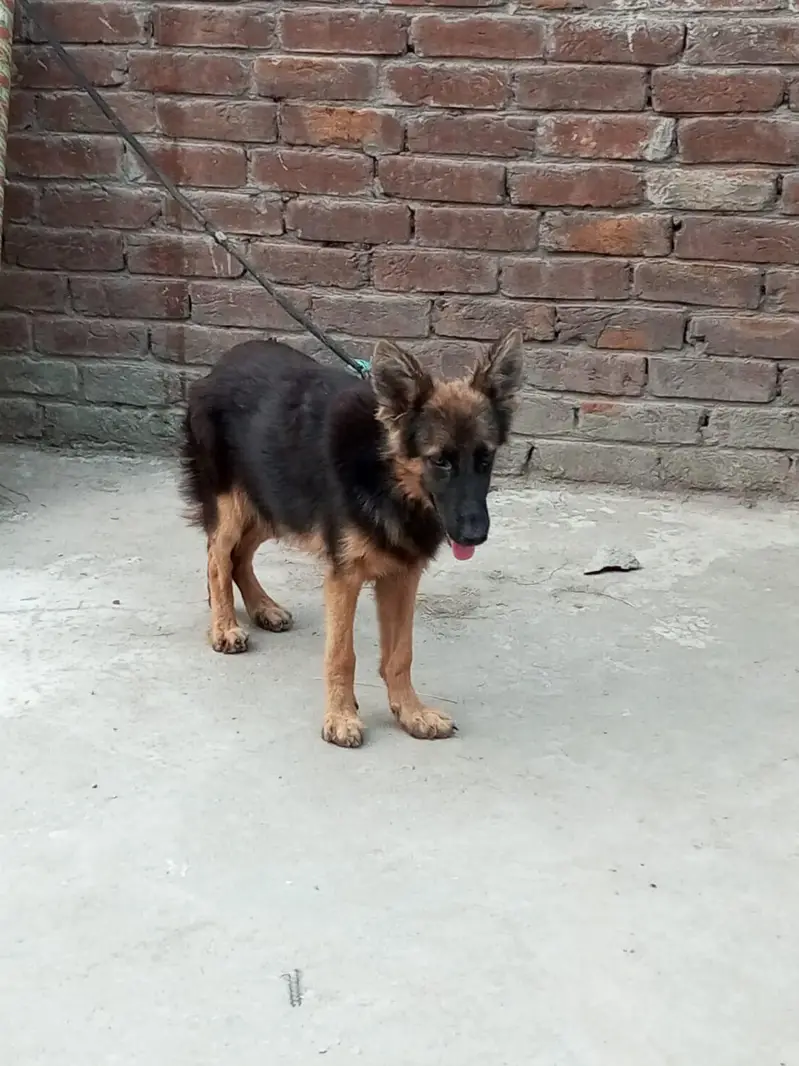 German shepherd pair for sale — photo 4