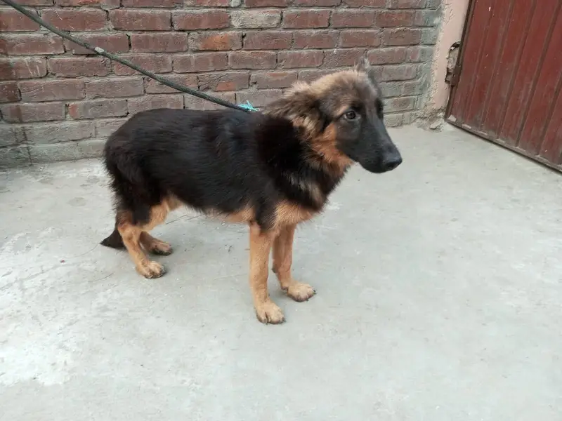 German shepherd pair for sale — photo 5