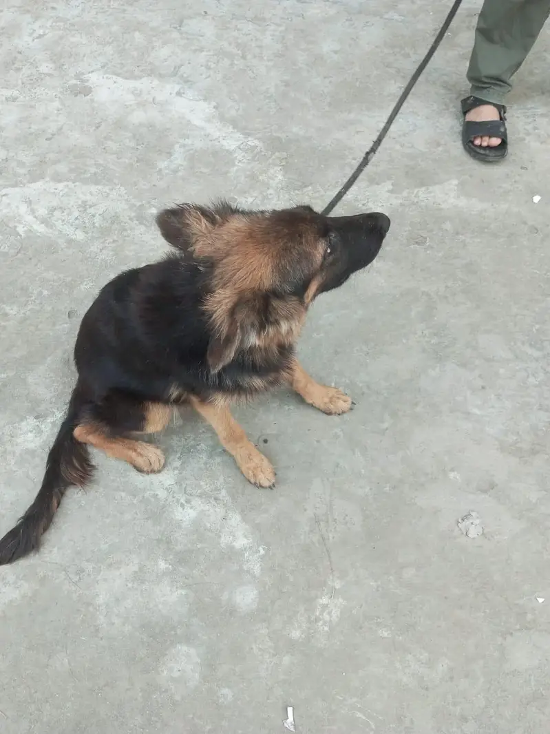 German shepherd pair for sale — photo 6