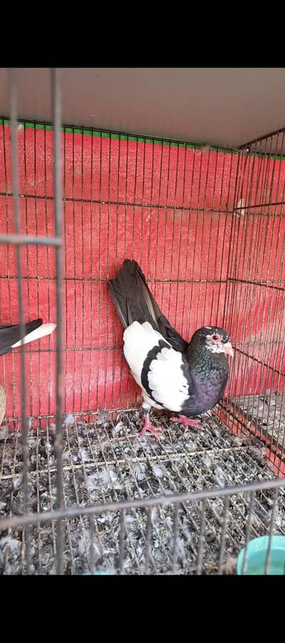 Pishori and 3mena pairs