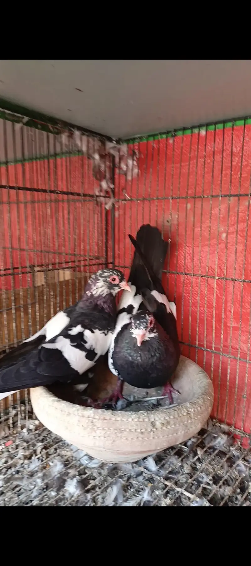 Pishori and 3mena pairs — photo 2