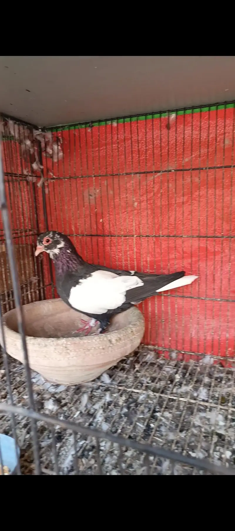 Pishori and 3mena pairs — photo 3