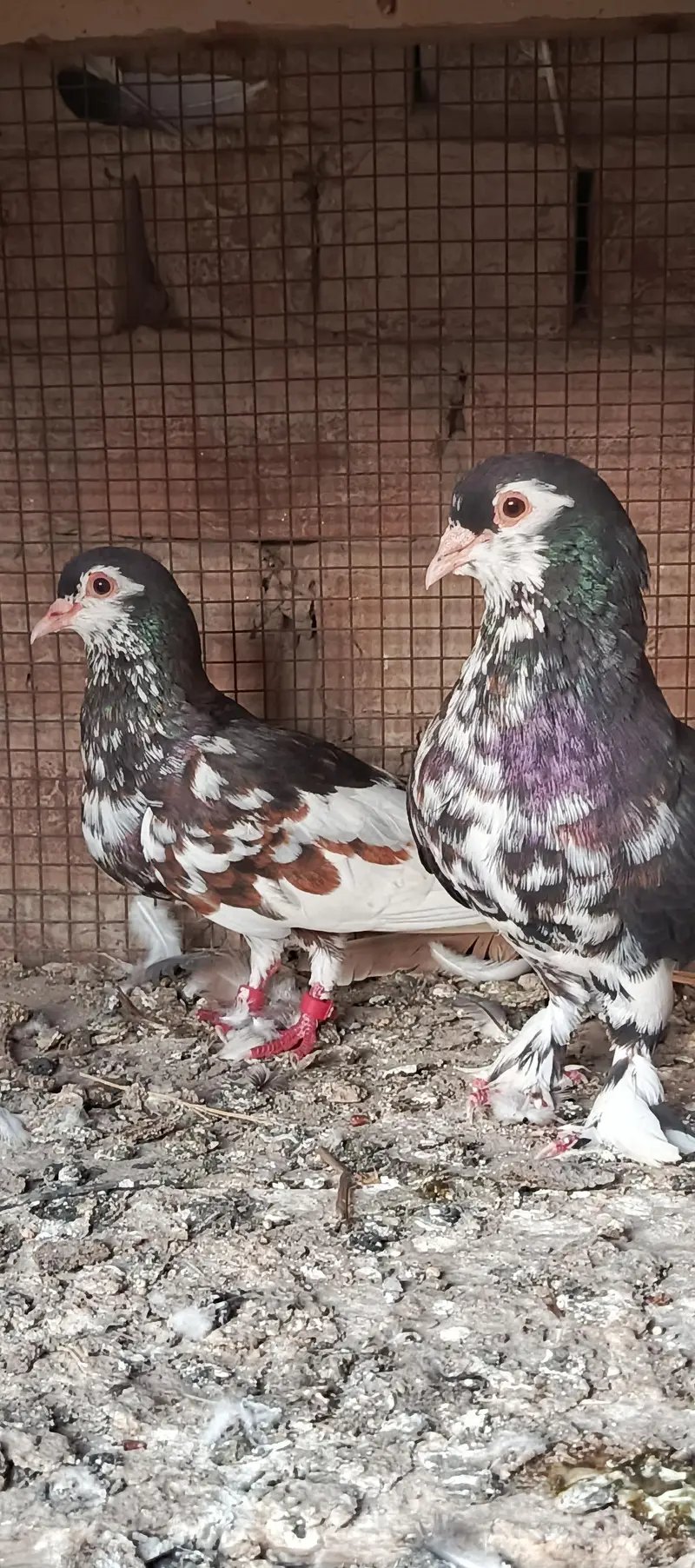 Pishori and 3mena pairs — photo 11