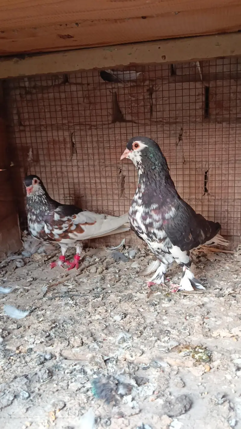 Pishori and 3mena pairs — photo 12