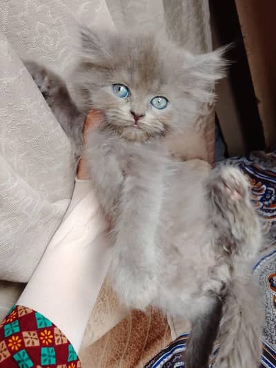 Persian male kitten available for sale