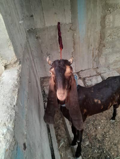 breeder bakra hai pure kamori only WhatsApp 03152344578