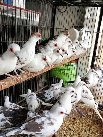 Full wash dove pairs