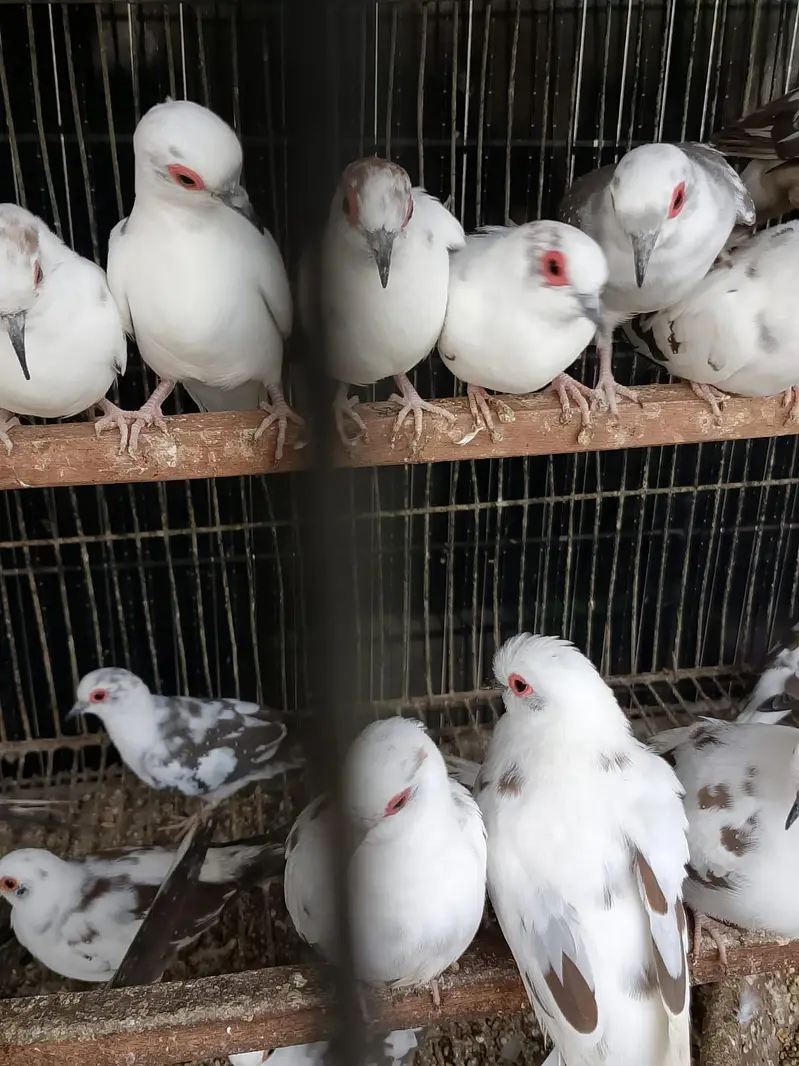 Full wash dove pairs — photo 2