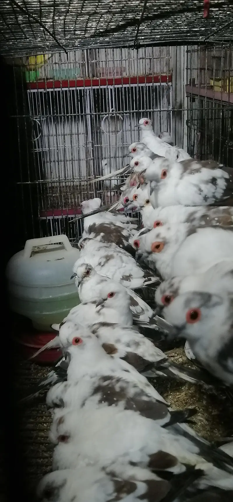 Full wash dove pairs — photo 3