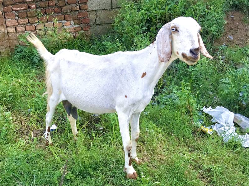 Goats 1