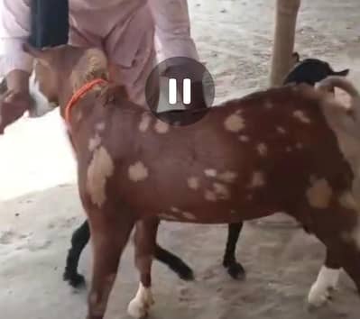 black teddi goat