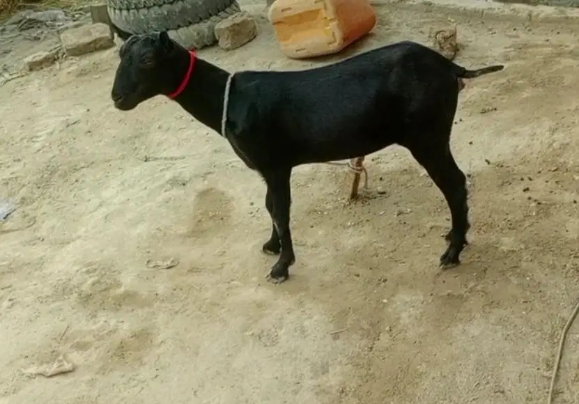 black teddi goat — photo 2