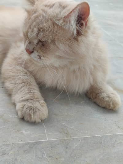 Healthy Vaccinated Male Cat