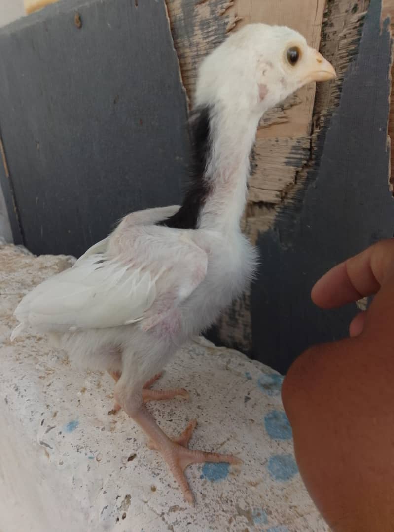 Aseel Chicks Available 0