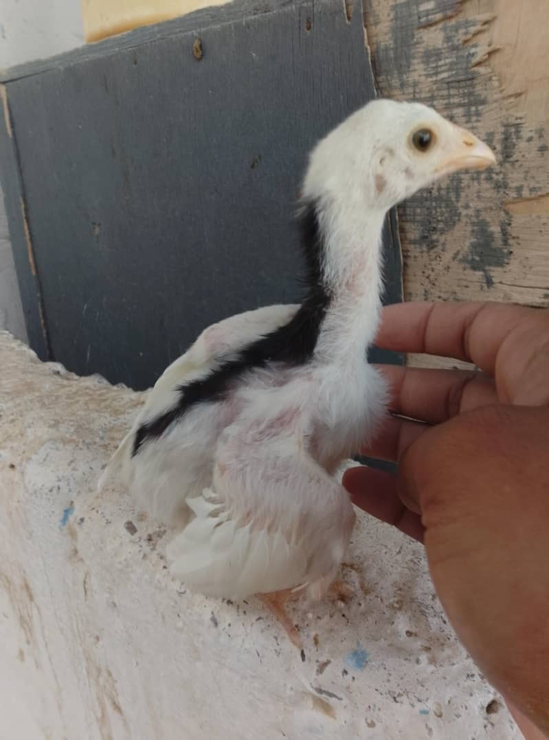 Aseel Chicks Available 1
