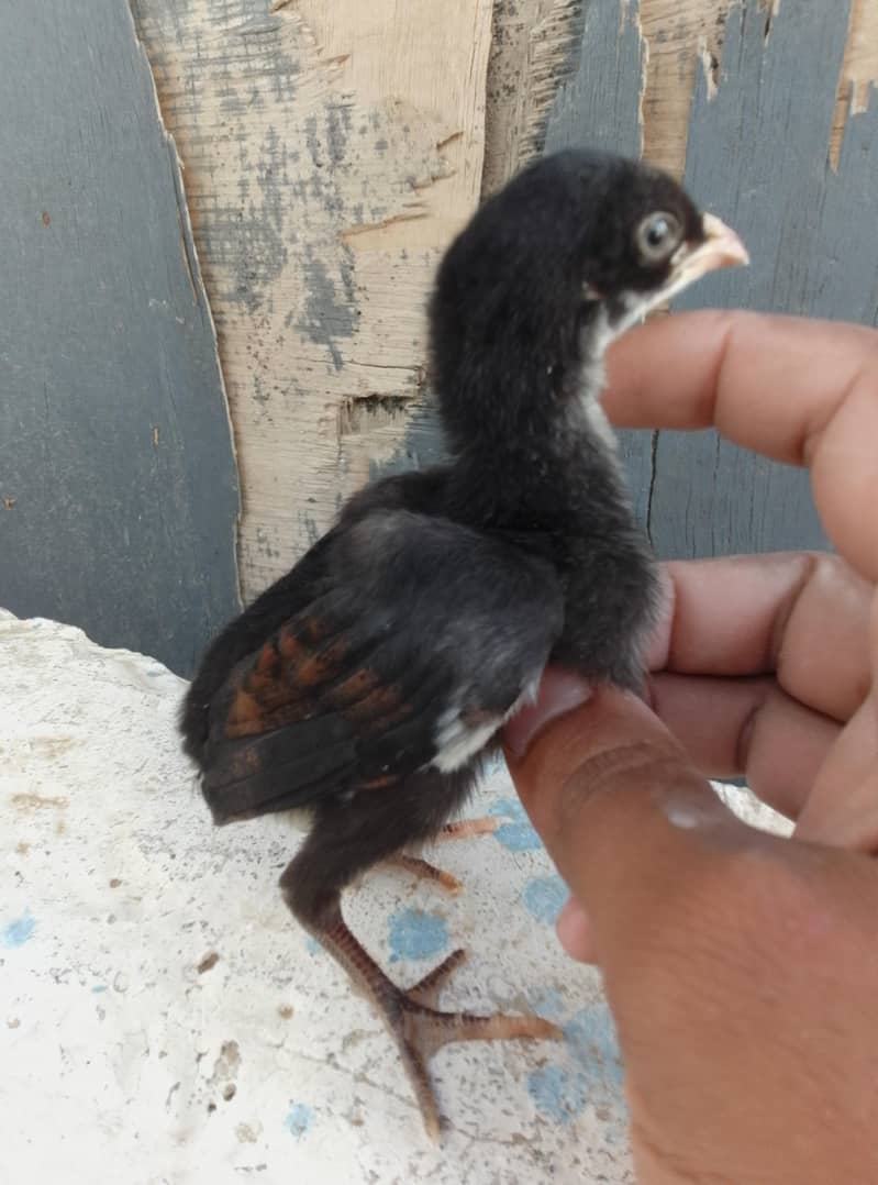 Aseel Chicks Available 2