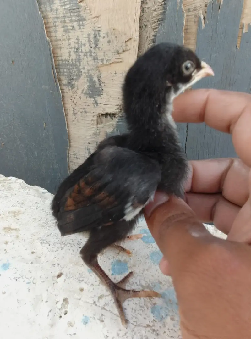 Aseel Chicks Available — photo 3