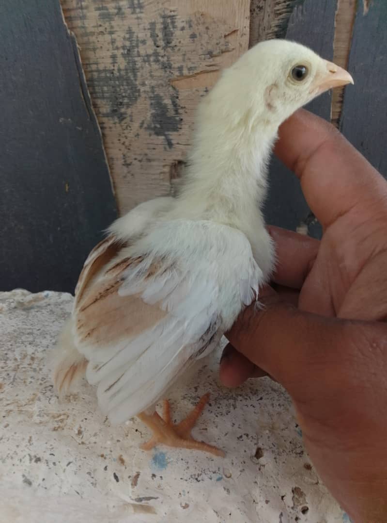 Aseel Chicks Available 3