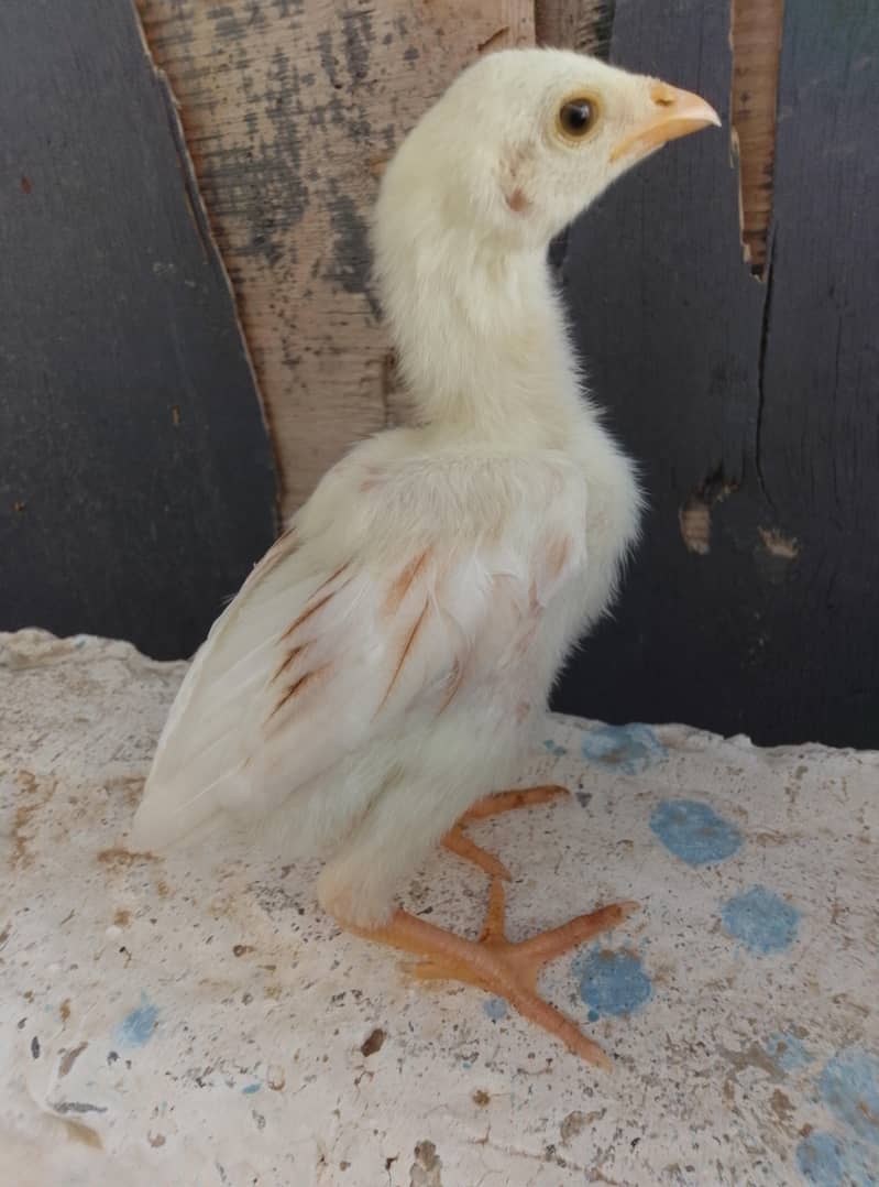 Aseel Chicks Available 4