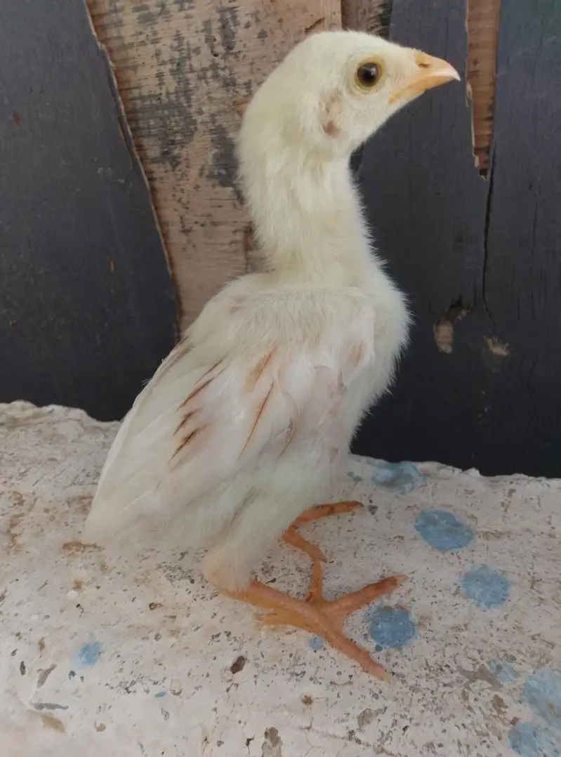 Aseel Chicks Available — photo 5