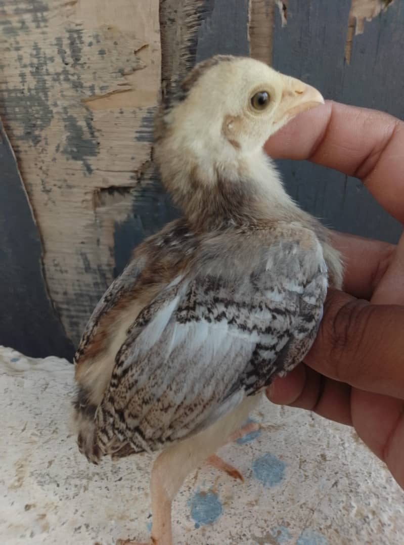 Aseel Chicks Available 5